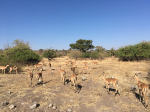 Impala grazing in front of us