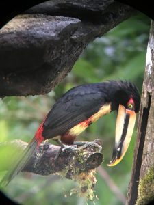 A local toucan