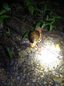 Giant snail at night